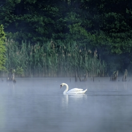 swan