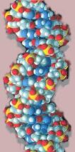Carcinogen Bound in a Double Helix
