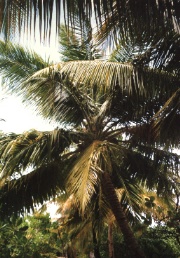 Palmen