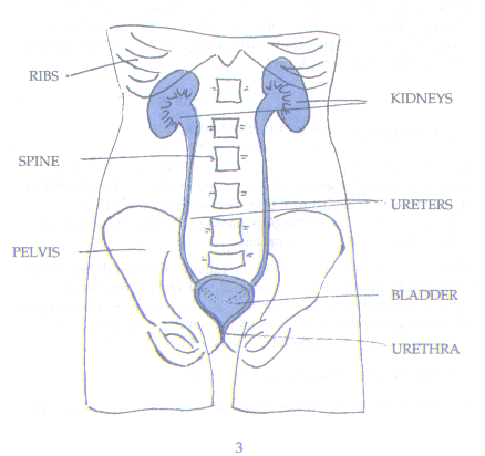 Women Herbs Bladder Cancer Treatment