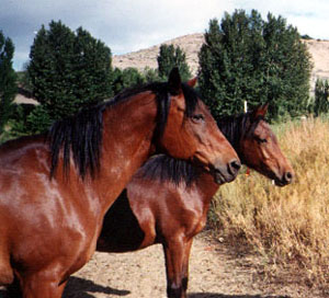 Cassia and Warrior, May 2001