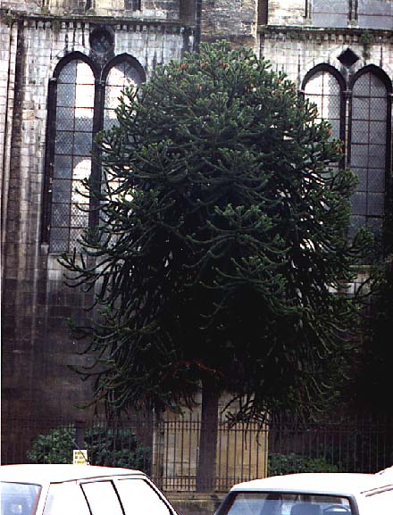 gingo tree