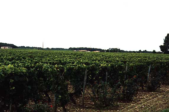 field of grape vines