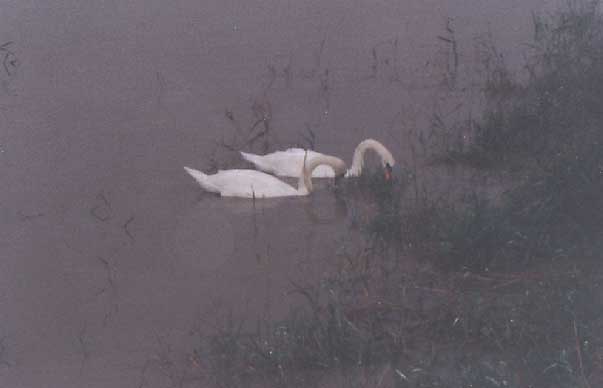 swans 