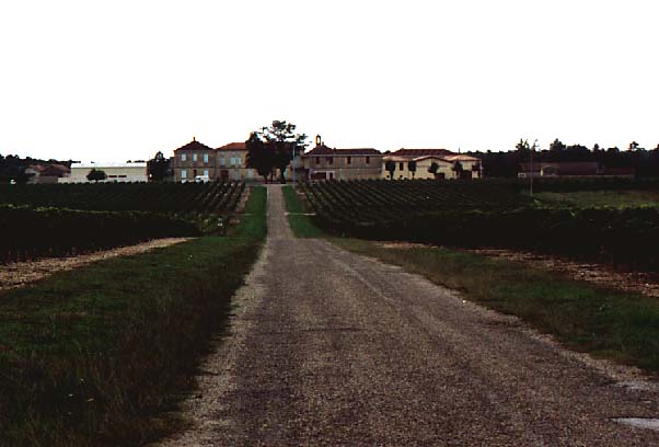 vinyard
