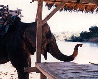 elephant