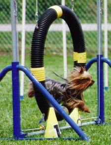 yorkie agility