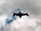 Fledermaus