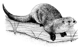 river otter