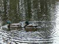 Ducks
