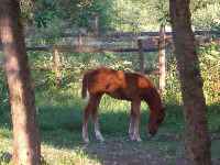 Horse