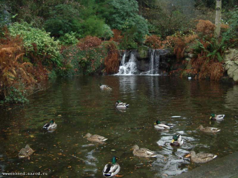 Ducks