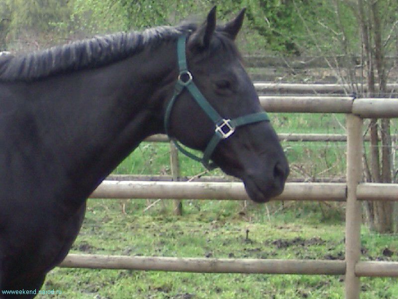 Horse
