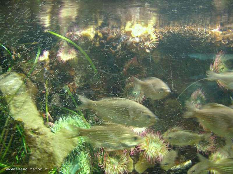 Fish