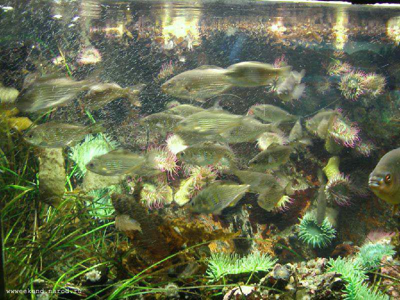 Fish