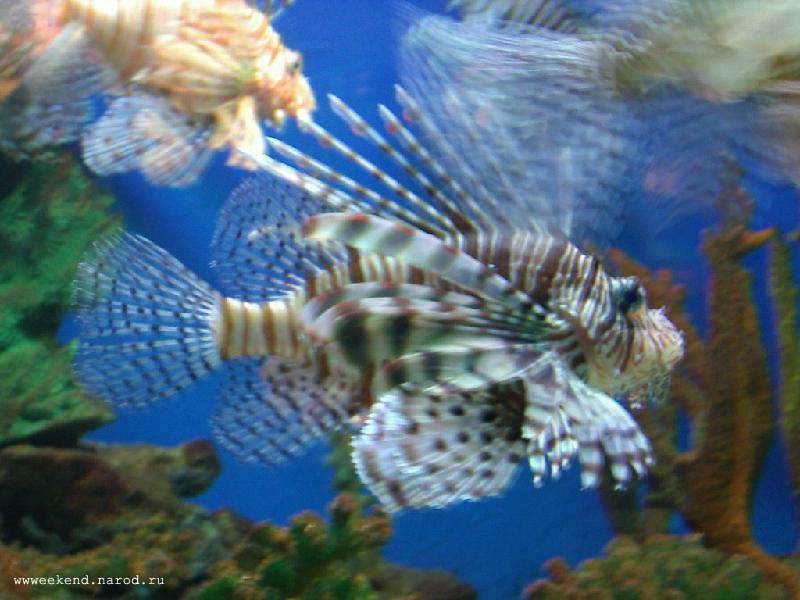 Fish Lion