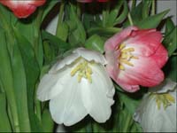 Tulip