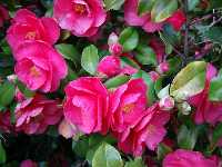 Camelia