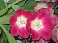 Tulip