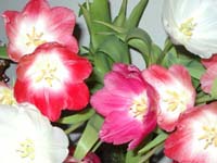 Tulip