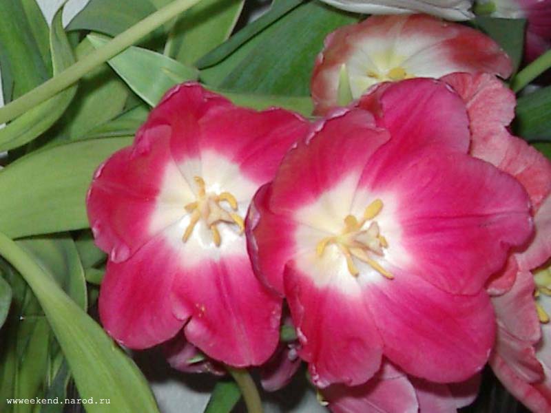 Tulip