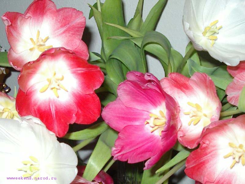 Tulip