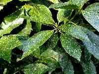 Leaves