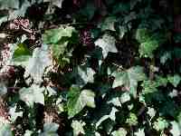 Leaves