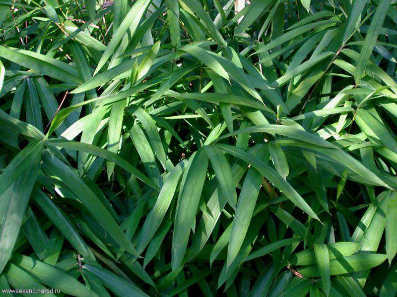 Leaves