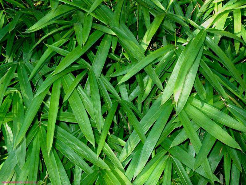 Leaves