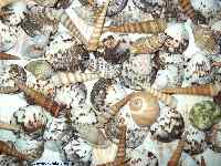 Shells