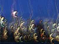 Abstract picture