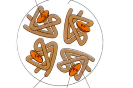 Structure of haemoglobin
