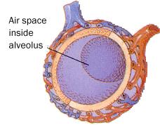 Alveolus in  lung