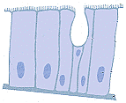 Ciliated epithelium (Click to enlarge)