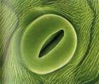 False colour scanning EM of a closed stoma (Click to enlarge)