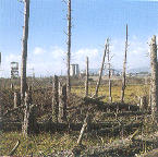 Acid rain kills trees