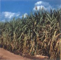 Sugar cane farm