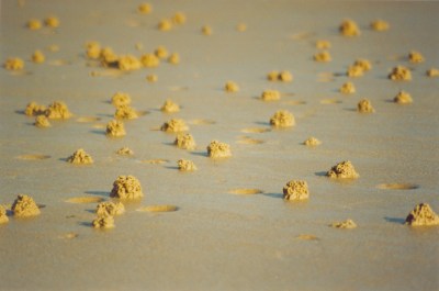 ...et les bestioles sur la plage.