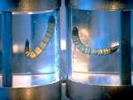 Los par�sitos alien�genas se observan