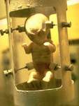 El feto alien�gena que Scully saca de la instalaci�n de Maryland