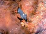 El gusano parasitario sale del cad�ver