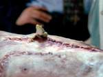 Una ranita se asoma desde el interior de una de las v�ctimas