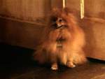 Queequeg tiene ganas de salir a hacer sus cosas