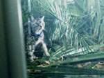Un gatito mojado es la clave para salvar la vida de Mulder