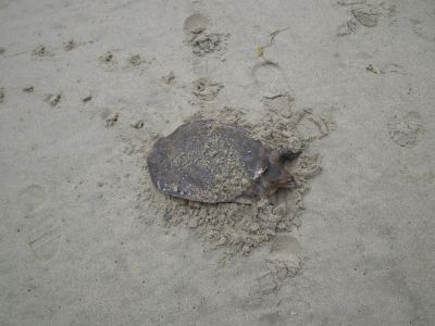 Una tortuga marina que acab� despistada en la playa.