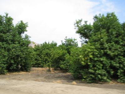 El valle de California es de donde vienen todas las frutas... las nueces, las ciruelas,... los limones....