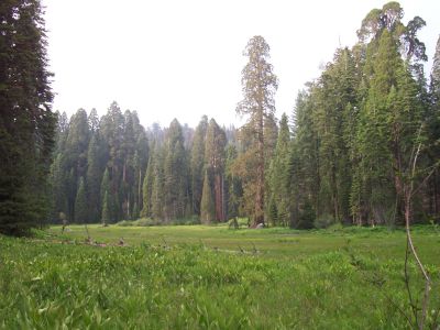 Vista del 'meadow' hacia el norte.