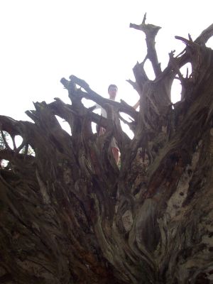 Estas son las raices de esta sequoia, si mirais con cuidado podeis ver la cabeza de Joan en la parte de arriba....