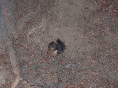 Mientras jugueteabamos por el bosque, los animales estaban ocupados con su merienda.